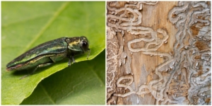 Emerald Tree borer beetle side by side image with tree damage worm holes