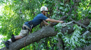 man climbing tree to trim and prune it - Minnesota Tree Experts Tree Trimming, Removal and Disease Care