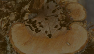 damaged tree bark - Minnesota Tree Experts Tree Trimming, Removal and Disease Care