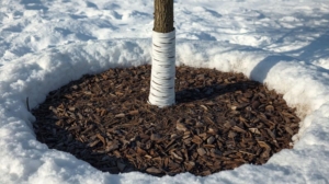 Preventing Cold stress damage- young maple tree with mulch and tree wrap to protect during winter