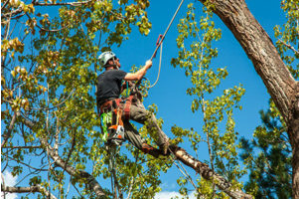 Tree Trimming and branch removal