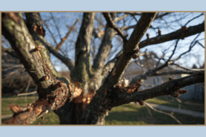 damaged tree from over pruning