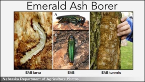 Emerald Ash Borer - From Dept of Nebraska Agriculture