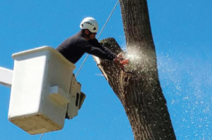 Branch brakeage - man cutting tree limb - Minnesota Tree Experts Tree Trimming, Removal and Disease Care