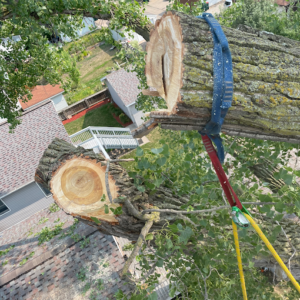 tree removal Minnesota