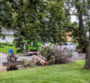 tree removal clean up