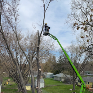 tree trimming MN