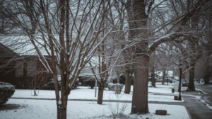young tree care in winter