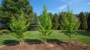 3 young healthy trees newly planted in a residential backyard