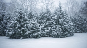 Evergreen trees in the middle of a Minnesota winter