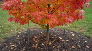 Mulched tree in autumn preparing for MN Winter