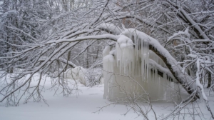 Snow Load and Ice Buildup Damage Trees