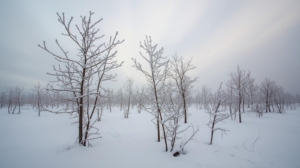 Young Trees in Minnesota Winter