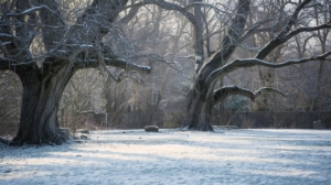 backyard of home with older trees on a winter day