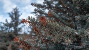 winter burn on Evergreen Tree