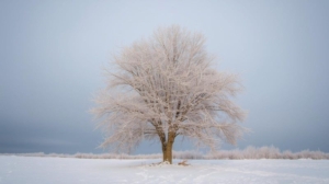 ash tree in mn winter