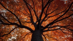 Maple tree- winter tips